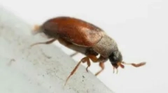 Bug-uri maro în apartament și modalități de a face față lor